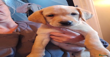 Labrador Retriever dogs - Advert 13