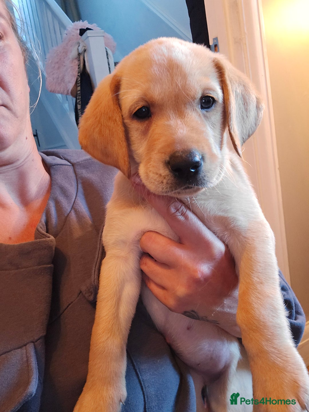 Labrador Retriever dogs for sale: Ready now ***Kc registered labrador retrievers  - Image 5