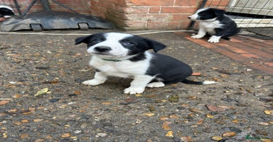 Mixed Breed dogs - Advert 2