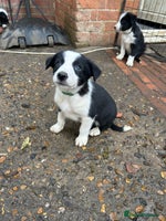Mixed Breed dogs - Advert 2