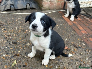 Mixed Breed dogs - Advert 2