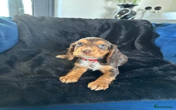 Cocker Spaniel dogs for sale: BEAUTIFUL LITTER OF TRICOLOURED COCKER SPANIELS  - Image 28