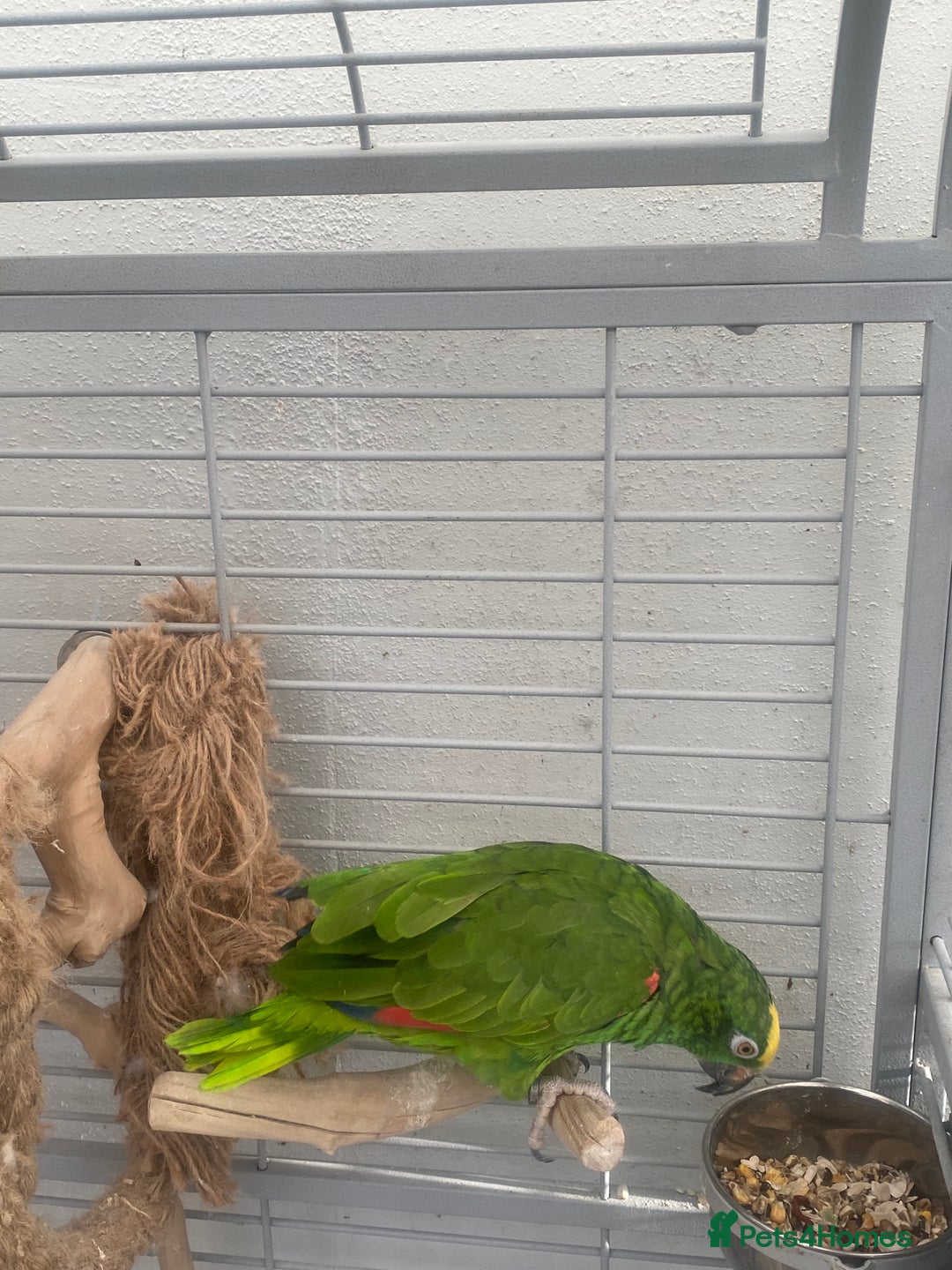 Parrots birds for sale: AMAZON YELLOW CROWNED PANAMA PROVEN PAIR - Image 17