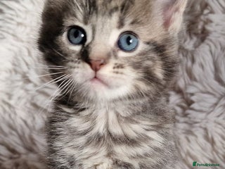 Maine Coon cats MAINE COONE KITTENS POLYDACTYL&NON POLYDACTYL - Advert 3