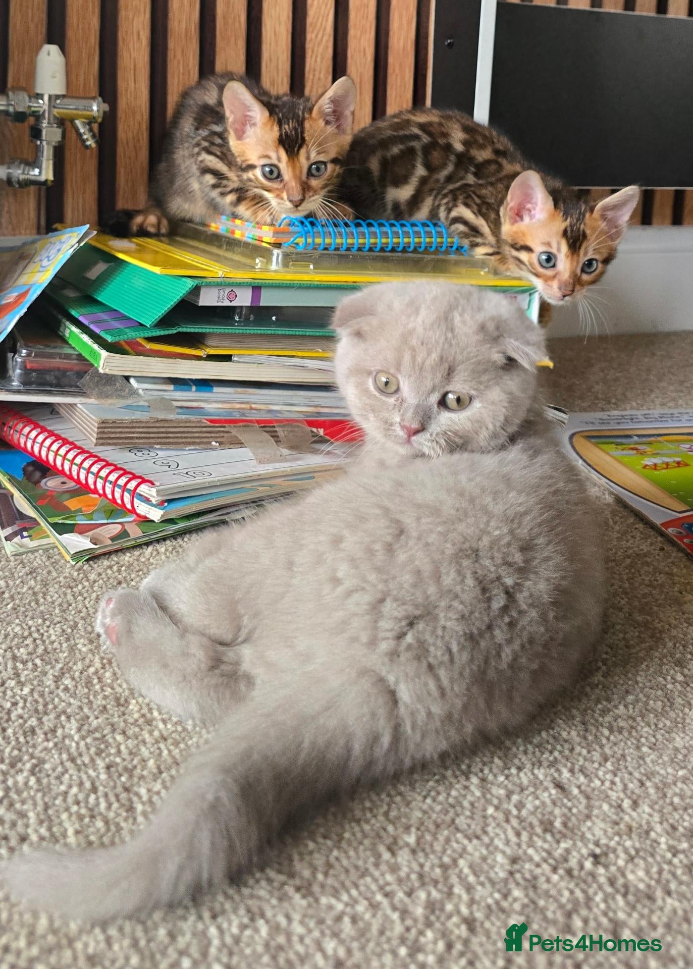 Scottish Fold cats For sale Scottish fold kitties  - Advert 2