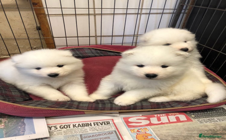 Samoyed dogs - Advert 8