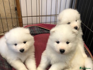 Samoyed dogs - Advert 4