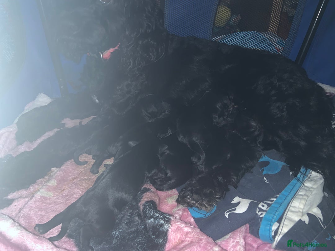 Mixed Breed dogs for sale: Emotional support cockapoo/Labrador puppies - Image 5
