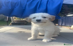 Mixed Breed dogs for sale: Lovely Cockapoo Huskie Cross Male Puppies - Image 7