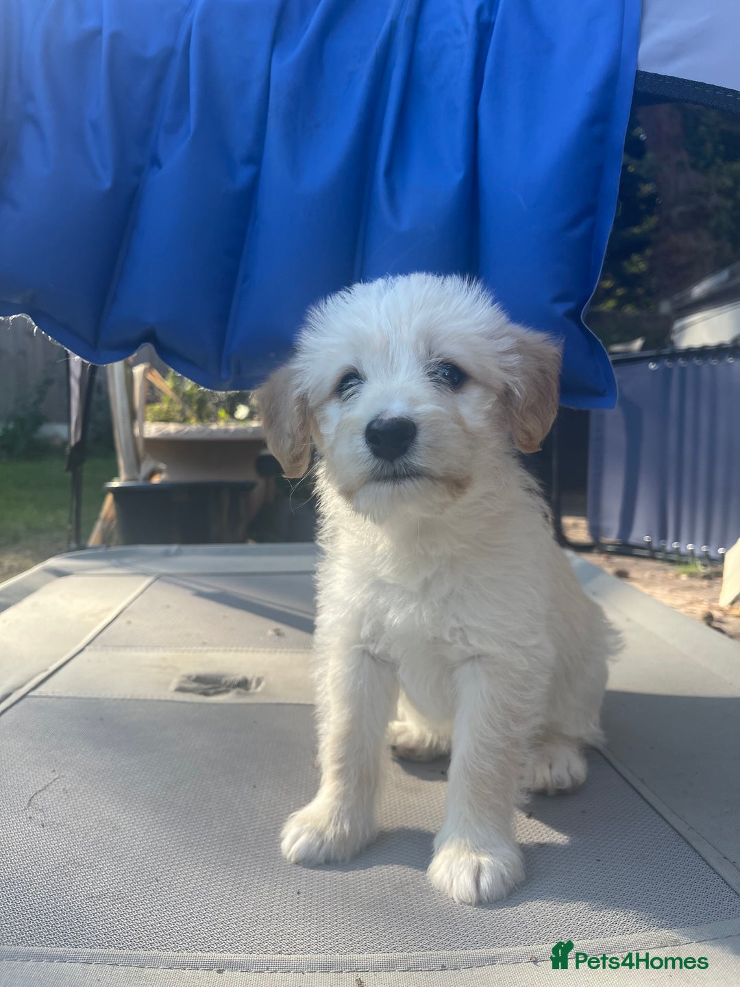 Mixed Breed dogs for sale: Lovely Cockapoo Huskie Cross Male Puppies - Image 7