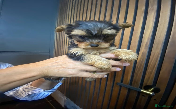 Yorkshire Terrier dogs - Advert 7