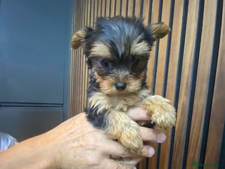 Yorkshire Terrier dogs - Advert 12