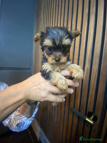 Yorkshire Terrier dogs - Advert 10