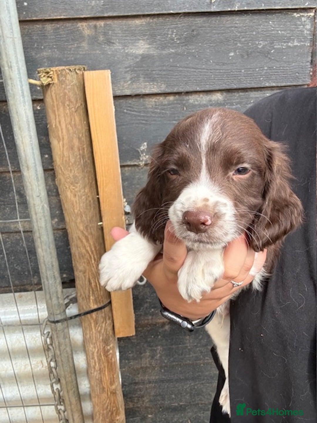 English Springer Spaniel dogs for sale: Beautiful pedigree springer spaniels  - Image 14