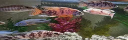 Cichlids fish for sale: Tropical fish in Wallsend - Advert 2