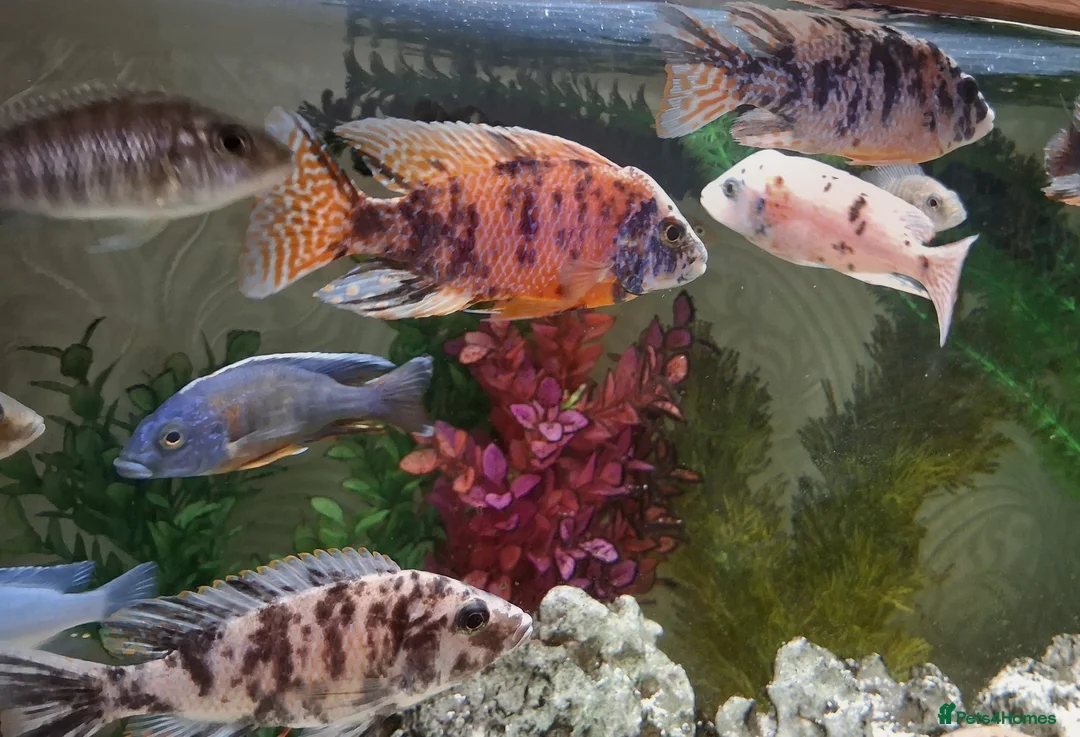 Cichlids fish for sale: Tropical fish in Wallsend - Advert 2