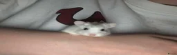 Hamster rodents for sale: 10 Month old Roborovski Dwarf Hamster  - Advert 7