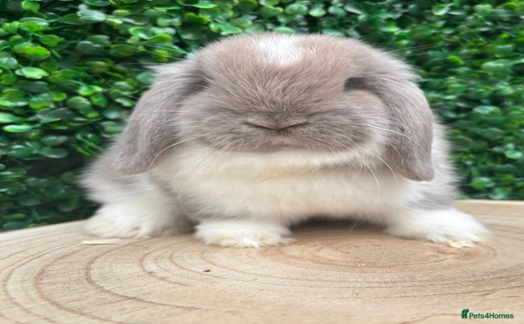 Mini Lop rabbits - Advert 1