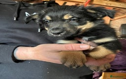 Mixed Breed dogs for sale: Collie x huntaway - Image 3
