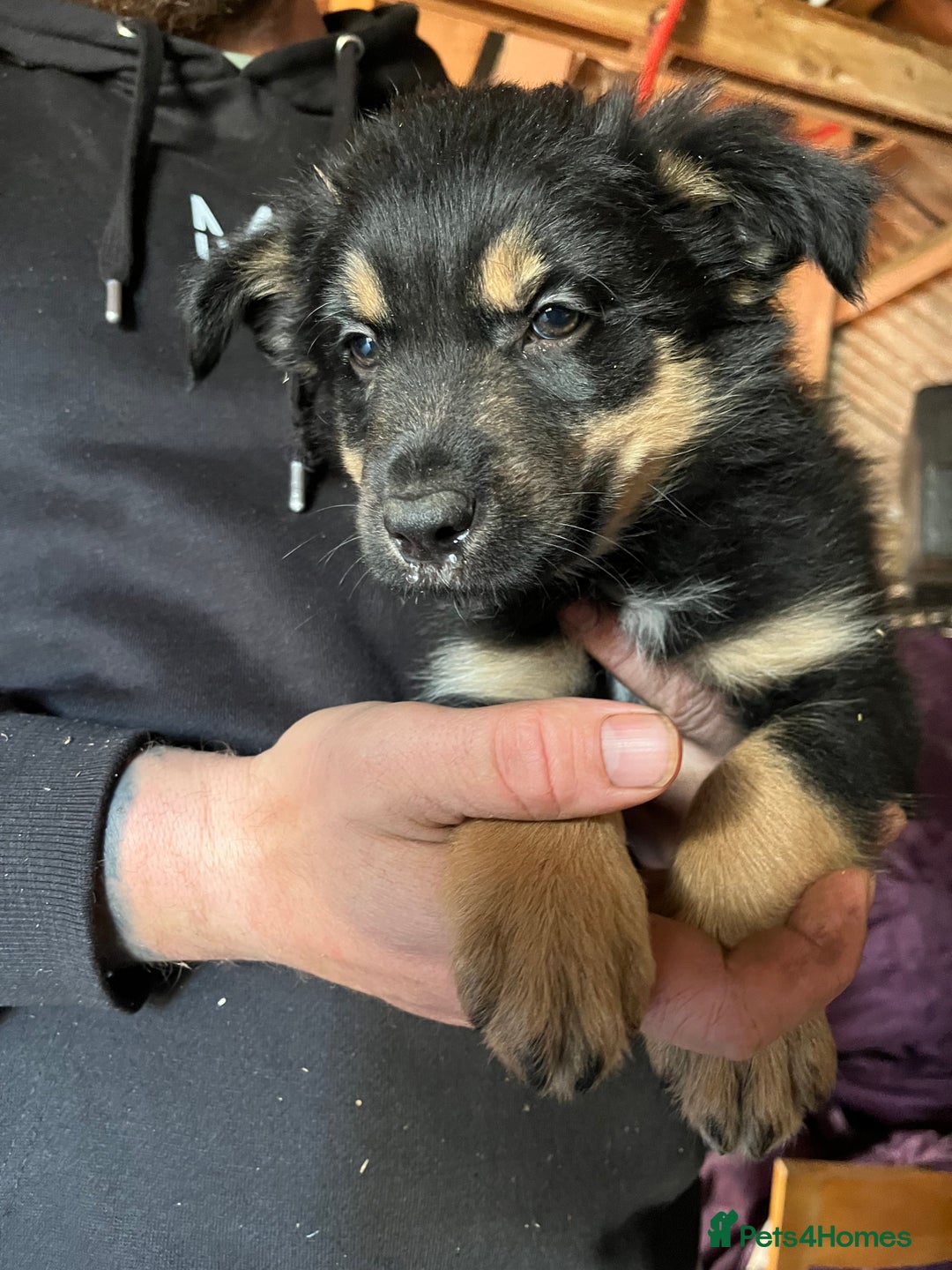 Mixed Breed dogs for sale: Collie x huntaway - Image 3