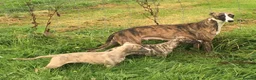 Whippet dogs for sale: Beautiful KC Registered Whippet Pups. - Advert 9