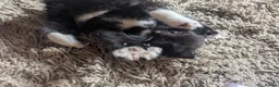 Mixed Breed cats for sale: 9 kittens ready for their forever home  - Advert 2