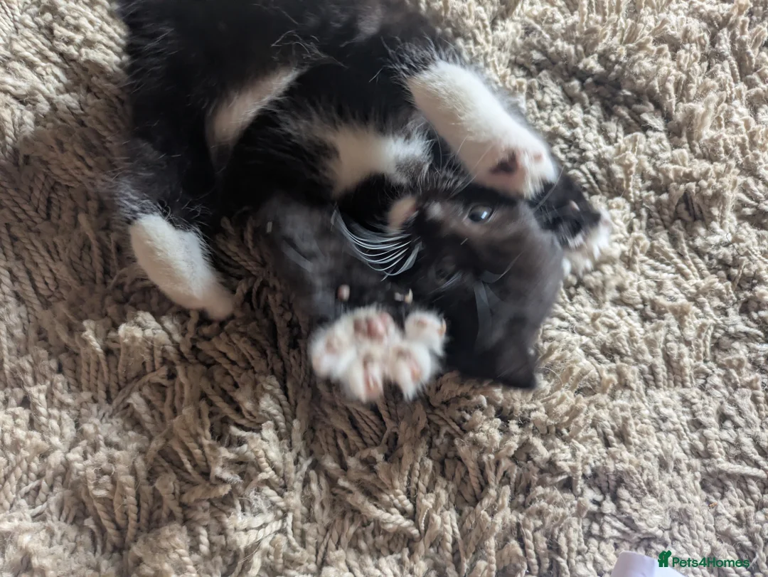 Mixed Breed cats for sale: 9 kittens ready for their forever home  - Advert 2