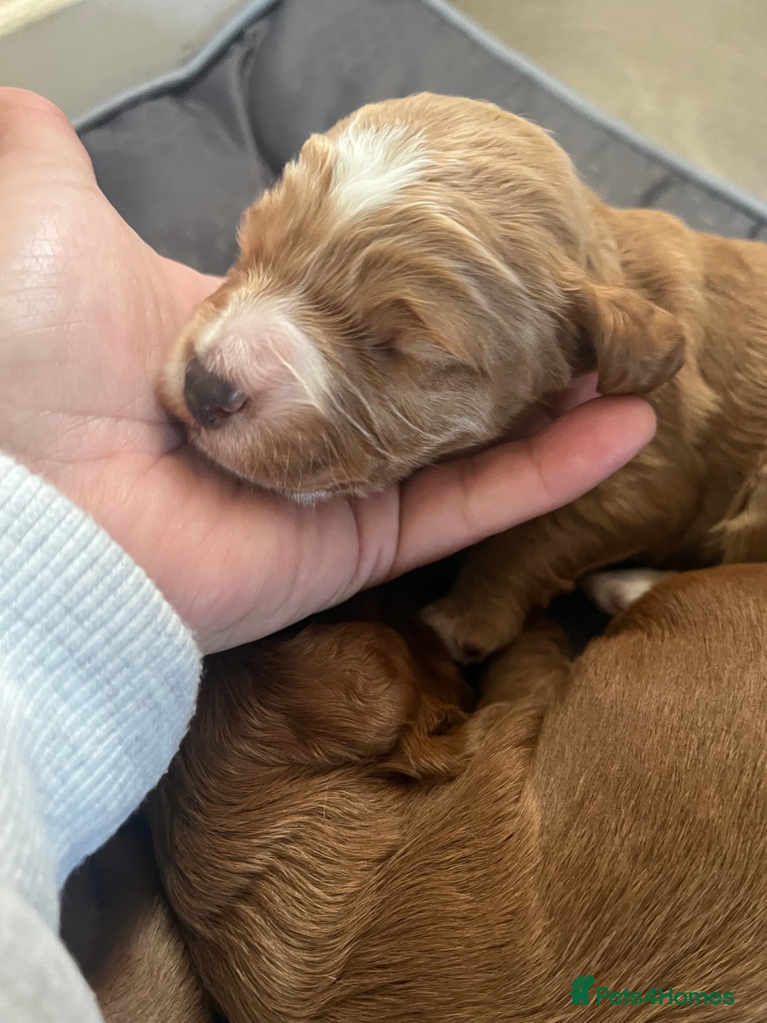 Cockapoo dogs for sale: Cockapoo puppies  - Advert 11