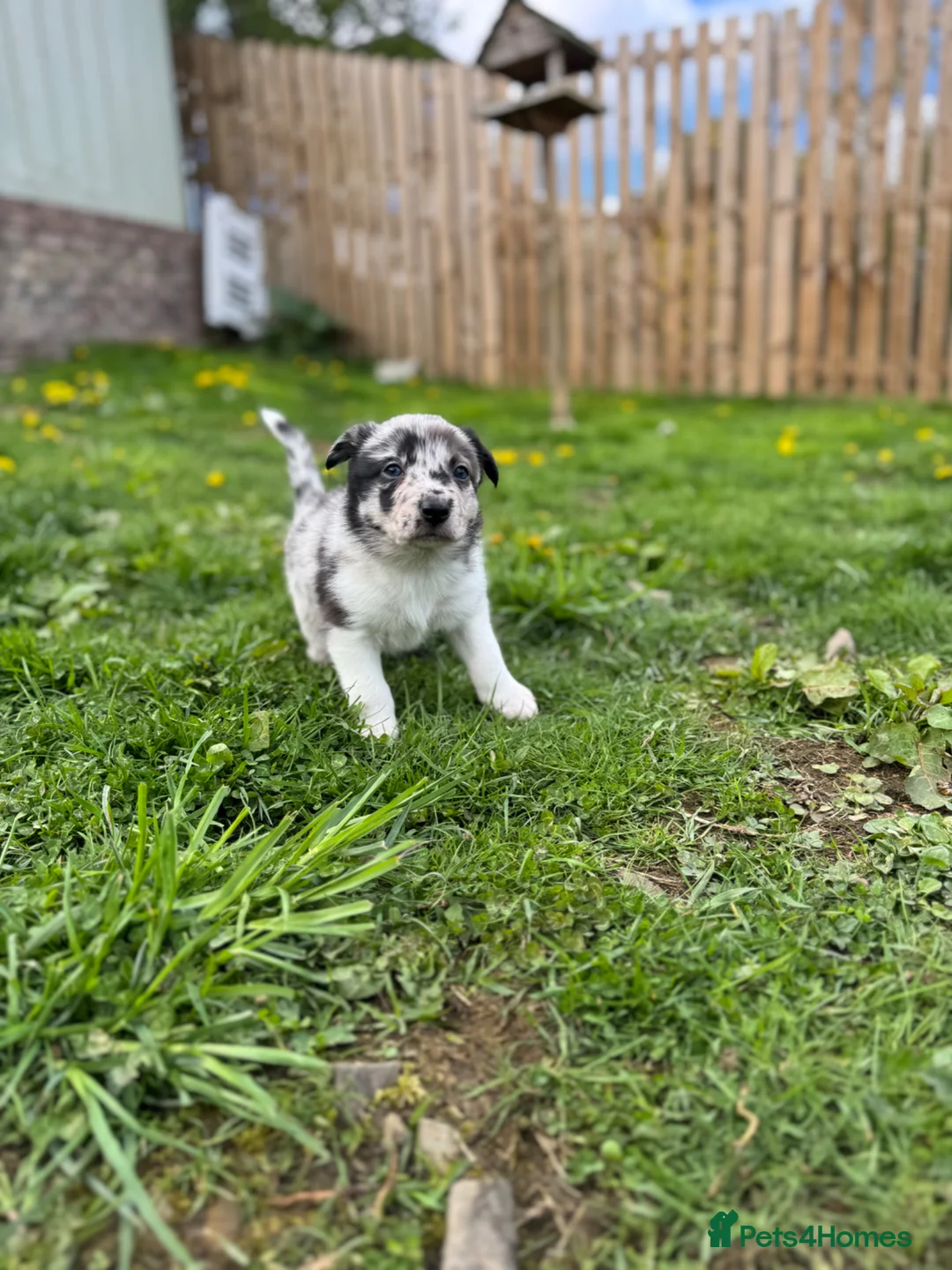 Border Collie dogs for sale: Stunning Blue Merle Border Collie  - Advert 1