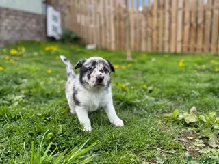 Border Collie dogs Stunning Blue Merle Border Collie - Advert 1