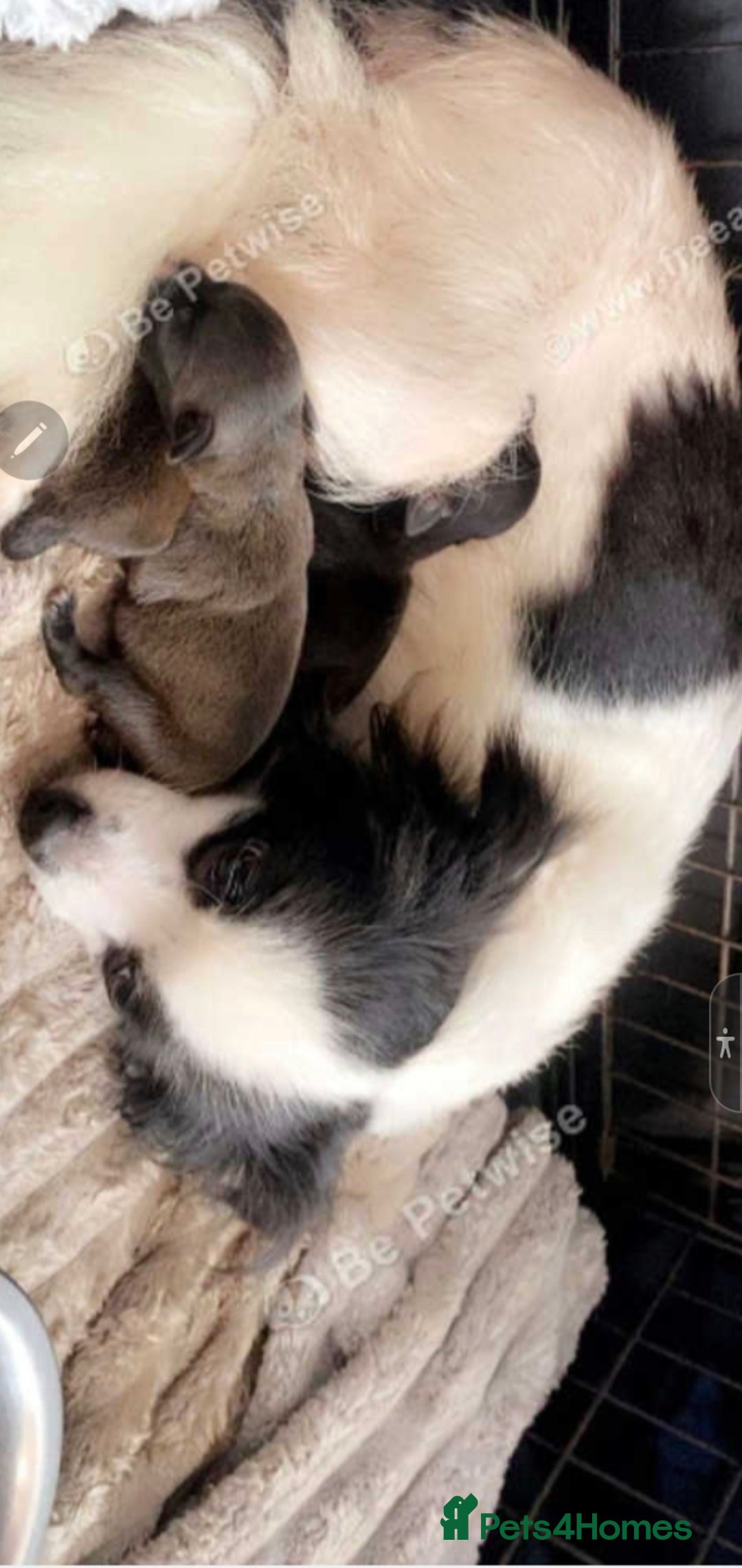 Mixed Breed dogs for sale: Chihuahua x boy - Image 11