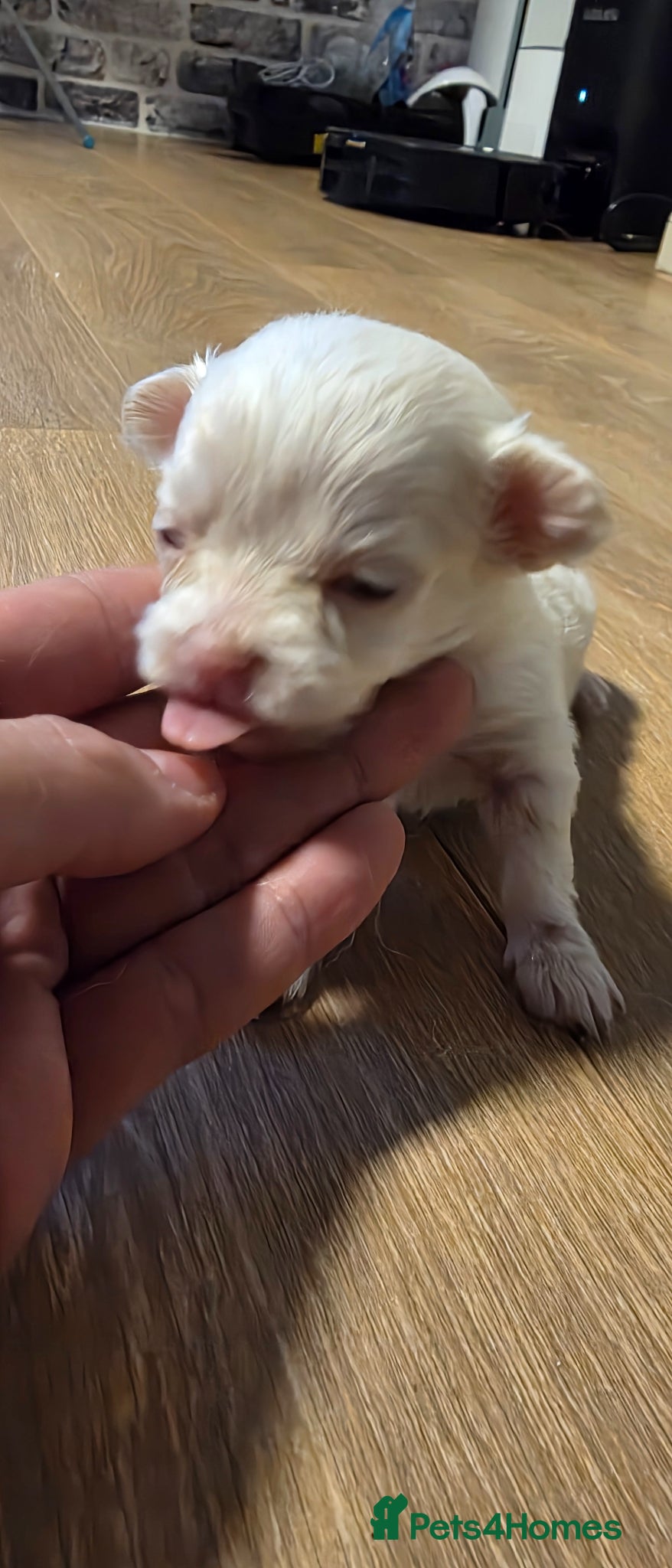 Chihuahua dogs for sale: Long & short haird chihuahua puppies  in Wirral - Advert 5