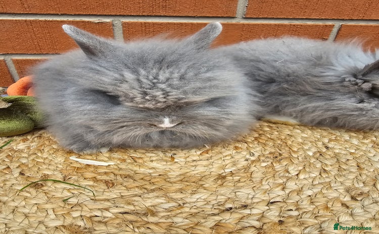 Lionhead rabbits - Advert 3