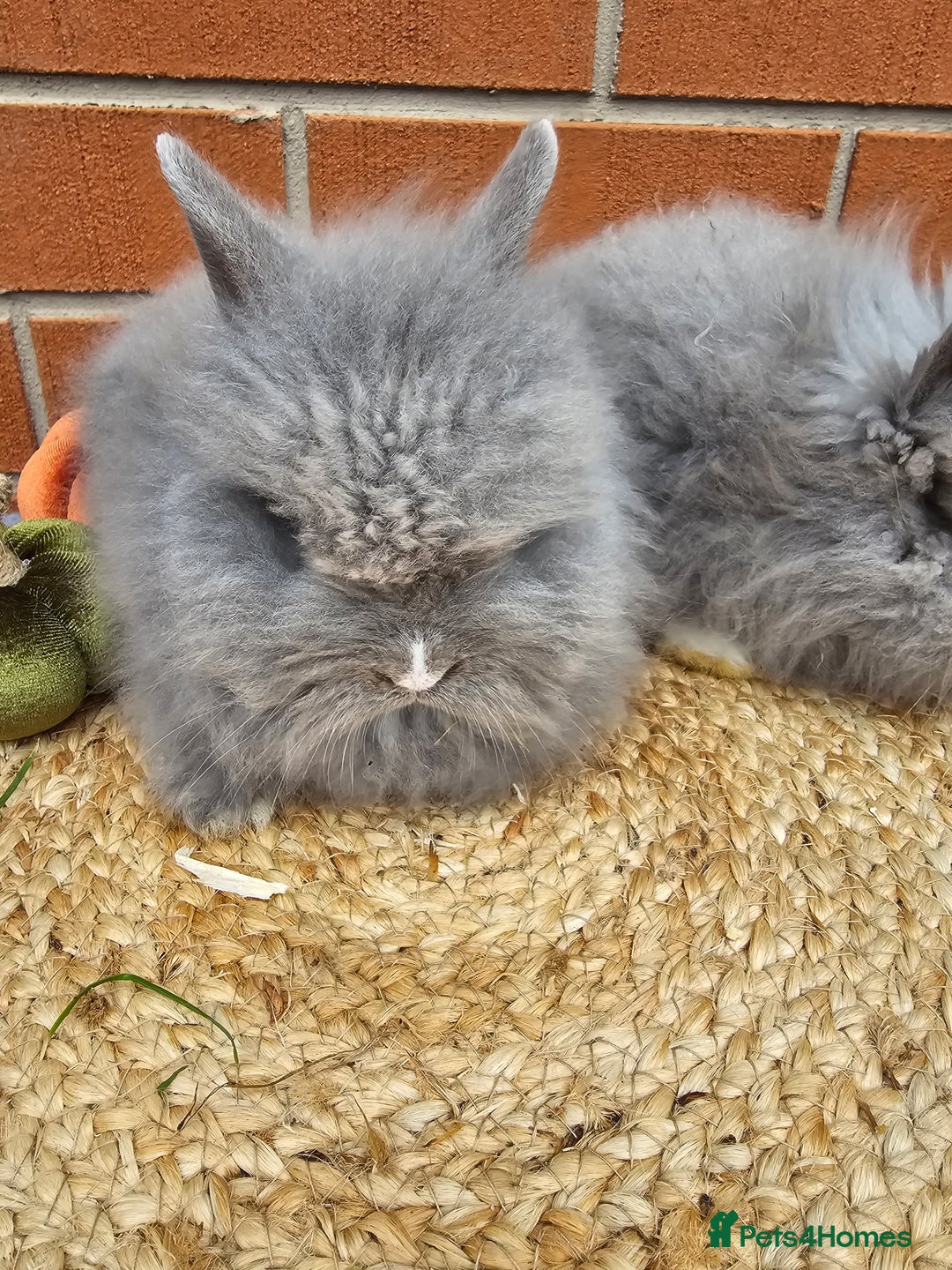 Lionhead rabbits for sale: Double Maned Lionhead babies 8 week old - Image 1