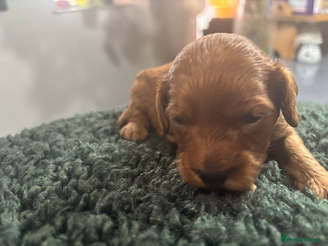 Cavapoo dogs for sale: Beautiful healthy Cavapoo’s d.o.b 22/08/25 - Image 23