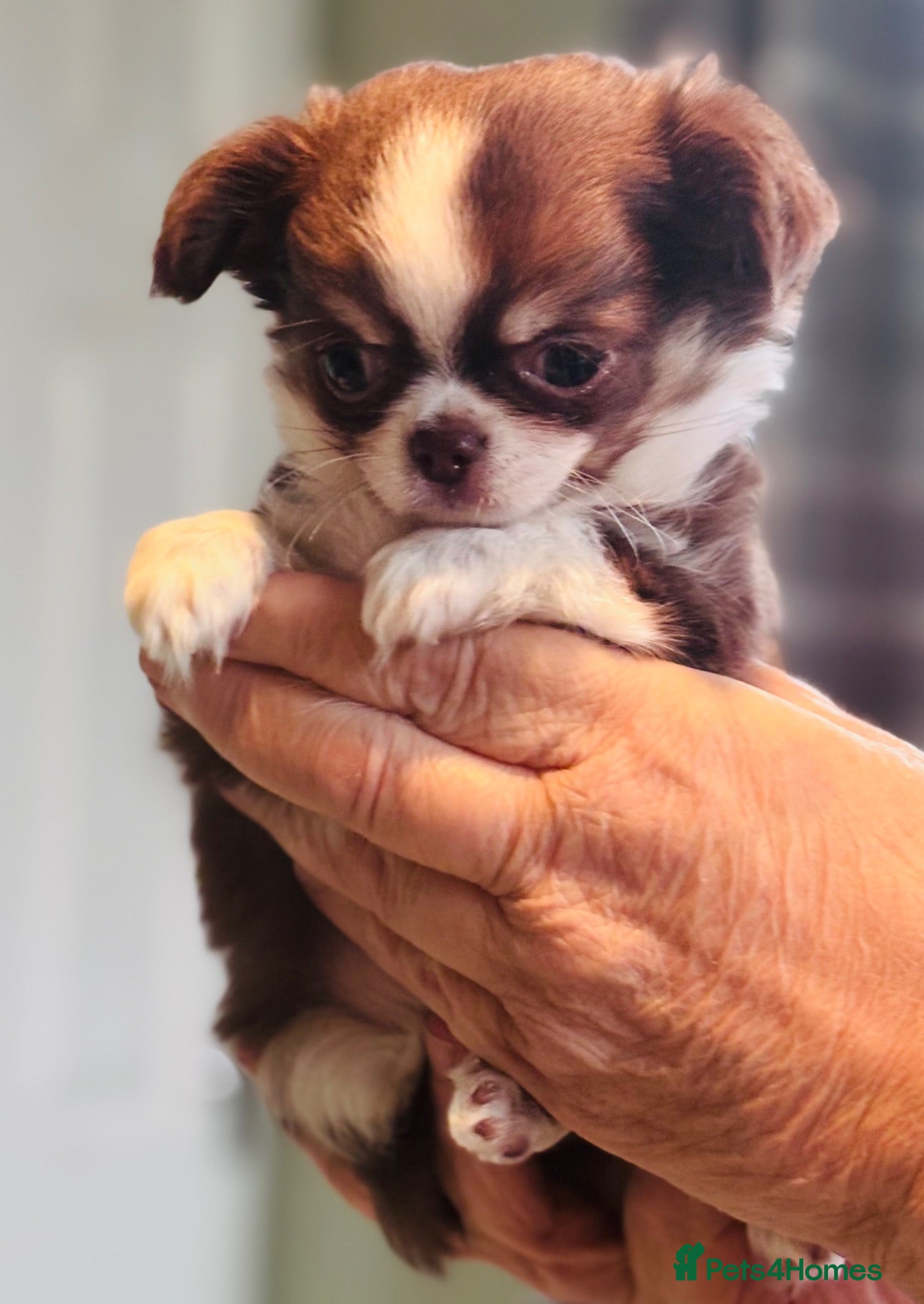 Chihuahua dogs Chihuahua puppies from health tested parents  - Advert 16