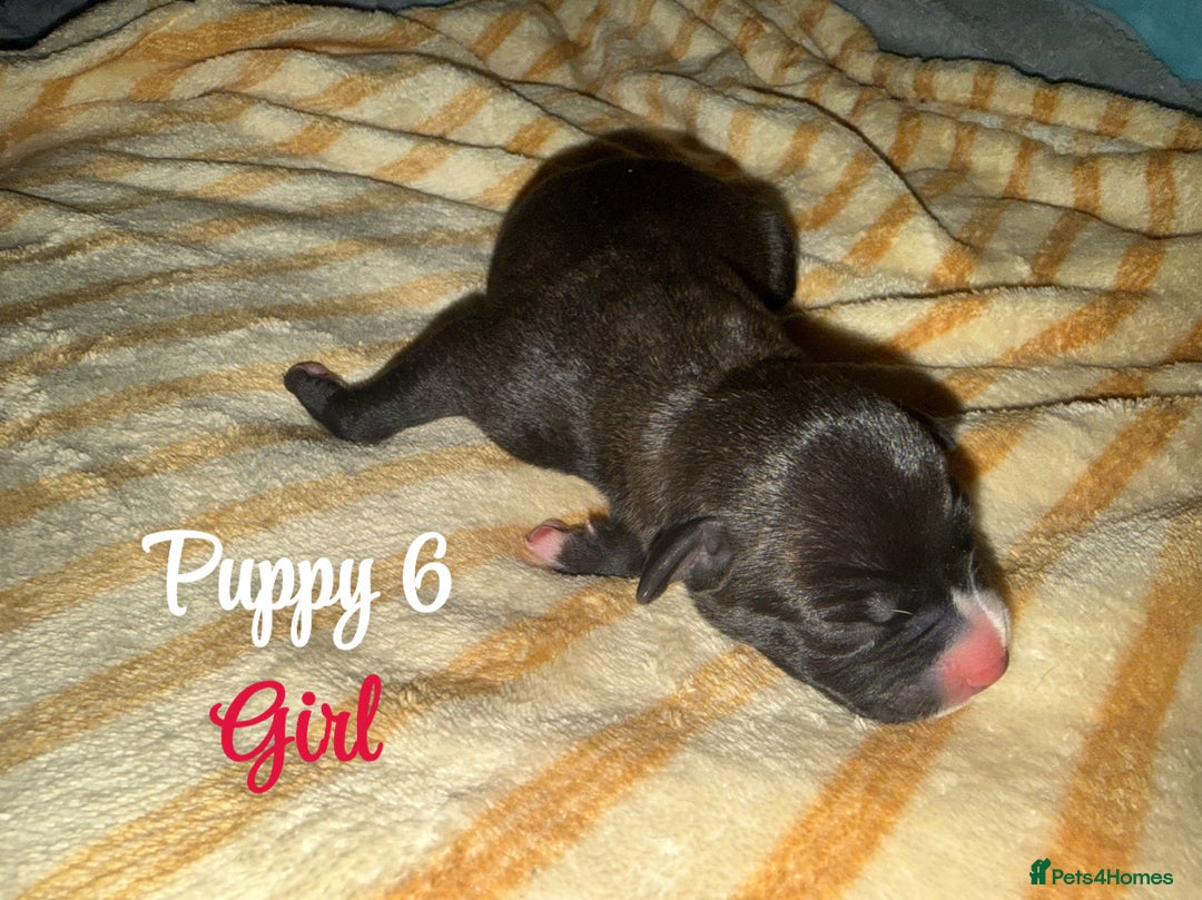 Staffordshire Bull Terrier dogs for sale: Staffordshire bull terriers - Image 11