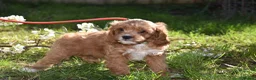 Cavapoo dogs for sale: Ready Now F1 Toy Cavapoo Puppies Health Tested - Advert 28