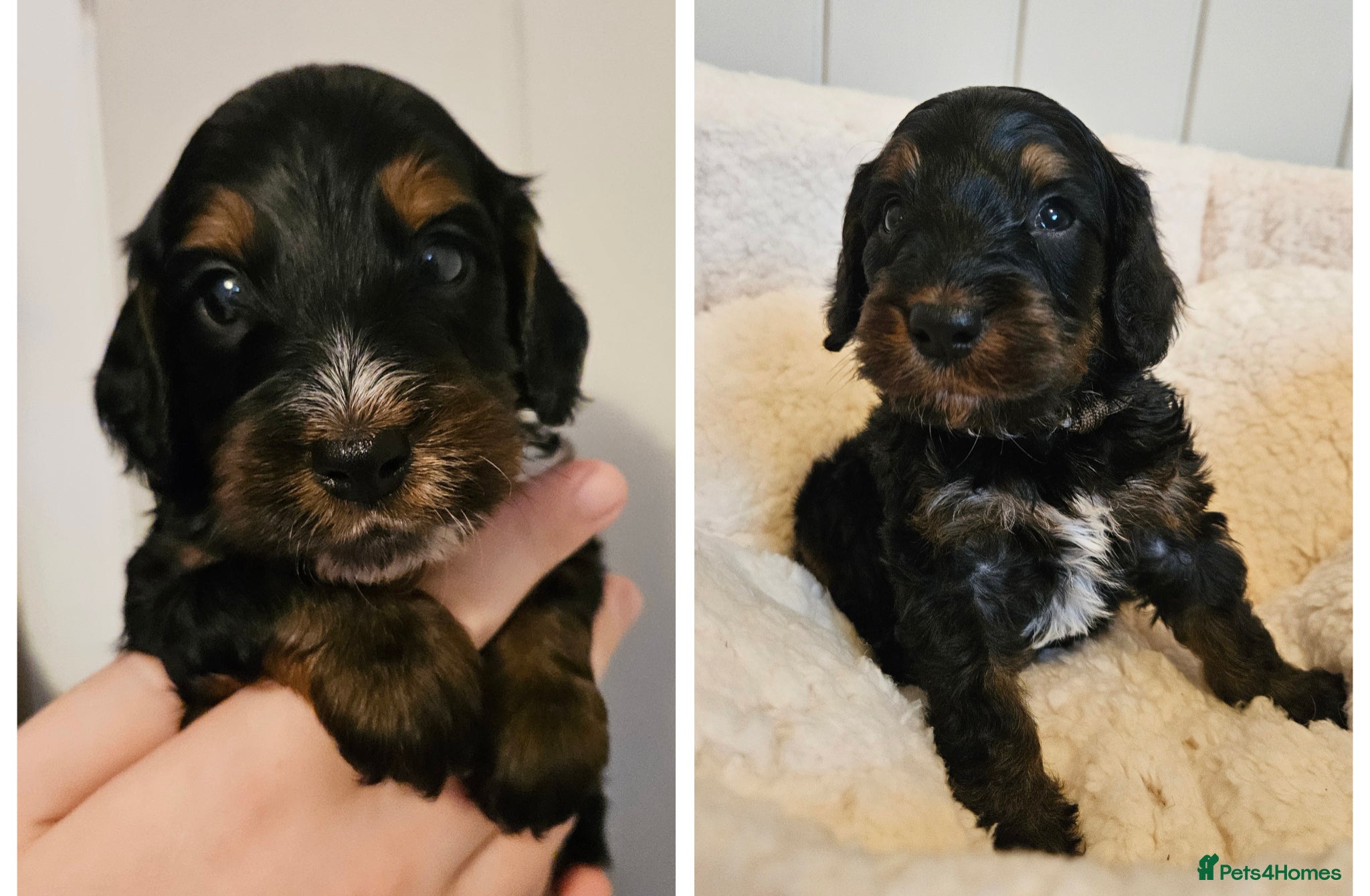 Cockapoo dogs Licensed insured breeder! Show-type cockapoo boys - Advert 1