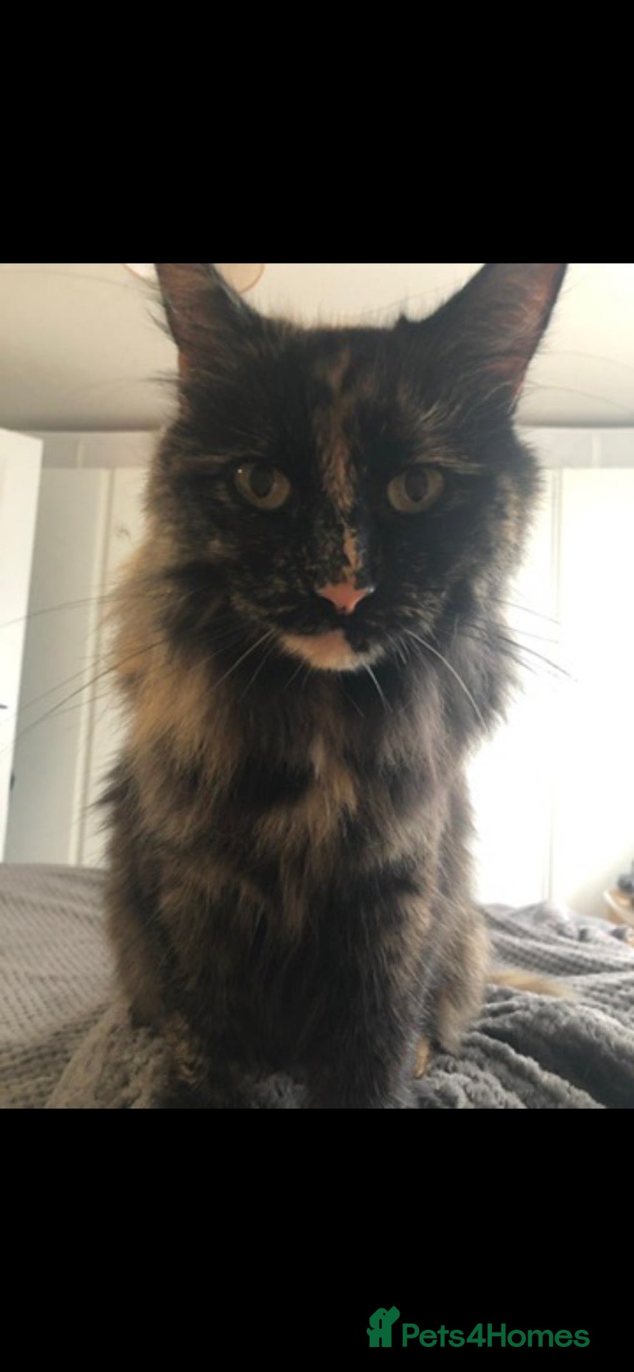 British Longhair cats Female cat looking for a new home! - Advert 2