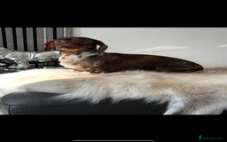 Miniature Dachshund dogs for sale: MINIATURE DACHSHUNDS  - Image 11