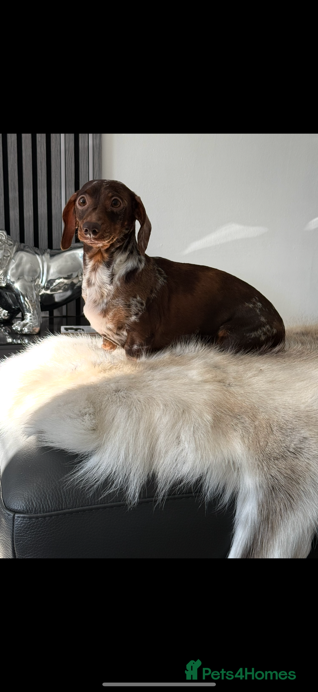 Miniature Dachshund dogs for sale: MINIATURE DACHSHUNDS  - Image 11
