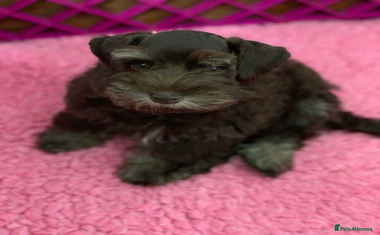 Miniature Schnauzer dogs - Advert 4