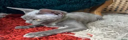 Devon Rex cats for sale: Our beautiful Devon Rex kittens are ready to move  - Advert 13