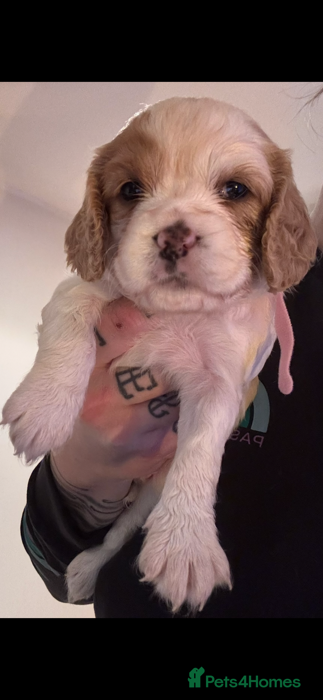 Mixed Breed dogs for sale: Cocker-Jack xCavalier King Charles Spaniel Puppies - Advert 9