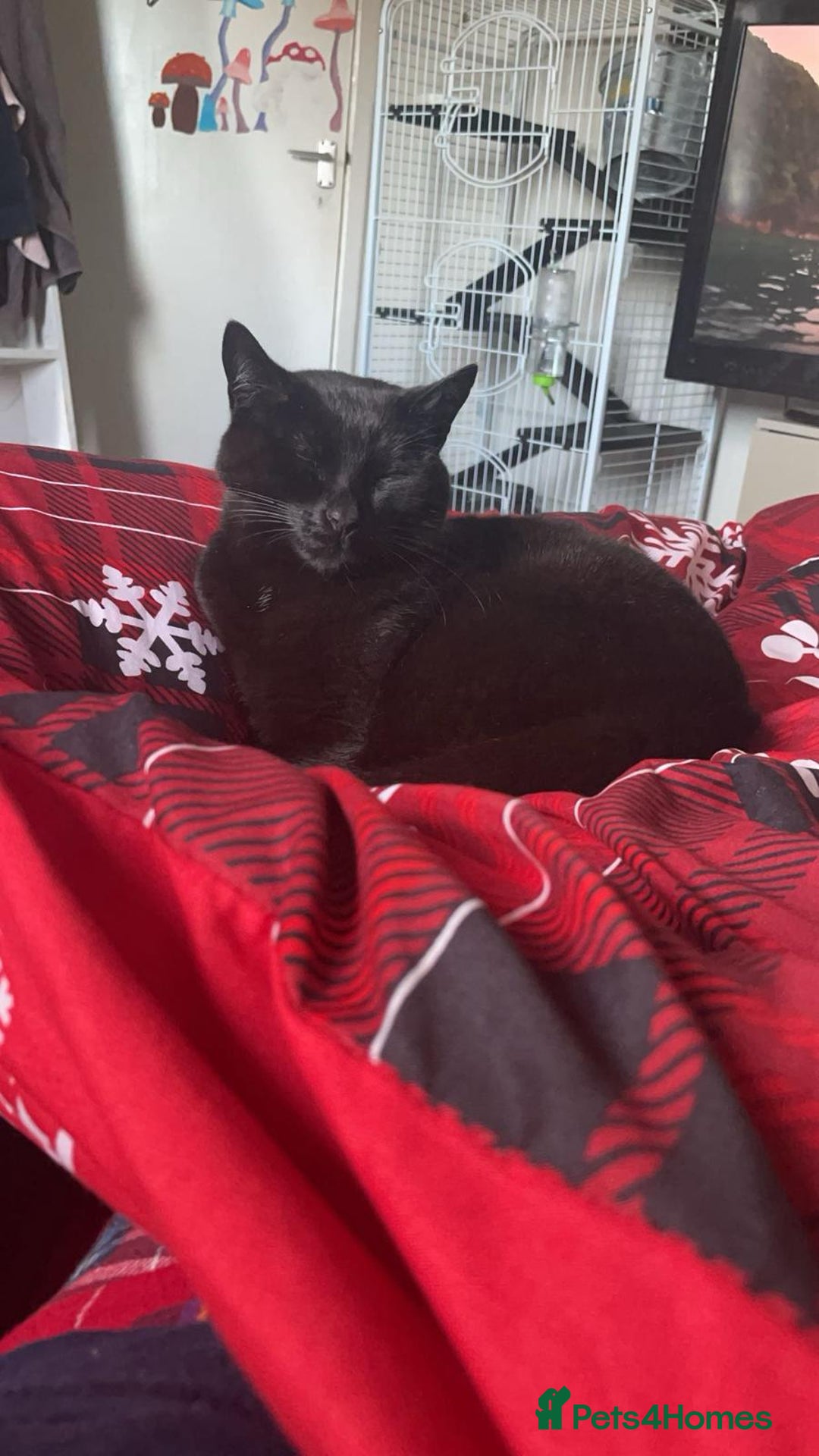 Mixed Breed cats for sale: 4 year old male cat called moses - Advert 1