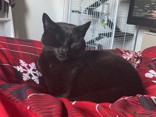 Mixed Breed cats 4 year old male cat called moses - Advert 1