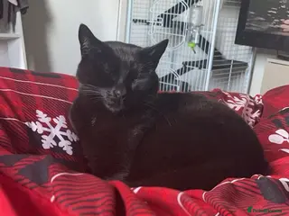 Mixed Breed cats 4 year old male cat called moses - Advert 20