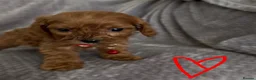 Cavapoo dogs for sale: F1 Cavapoo puppies. Boys and Girls available  - Advert 9