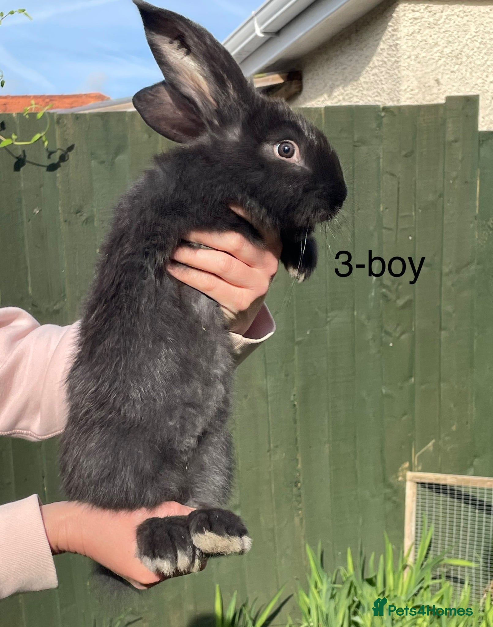 Continental Giant rabbits 💖Pure bred continental giants💖 - Advert 16